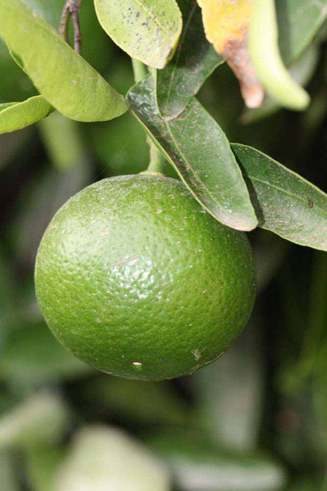              Immature fruit (Riverside, CA)       